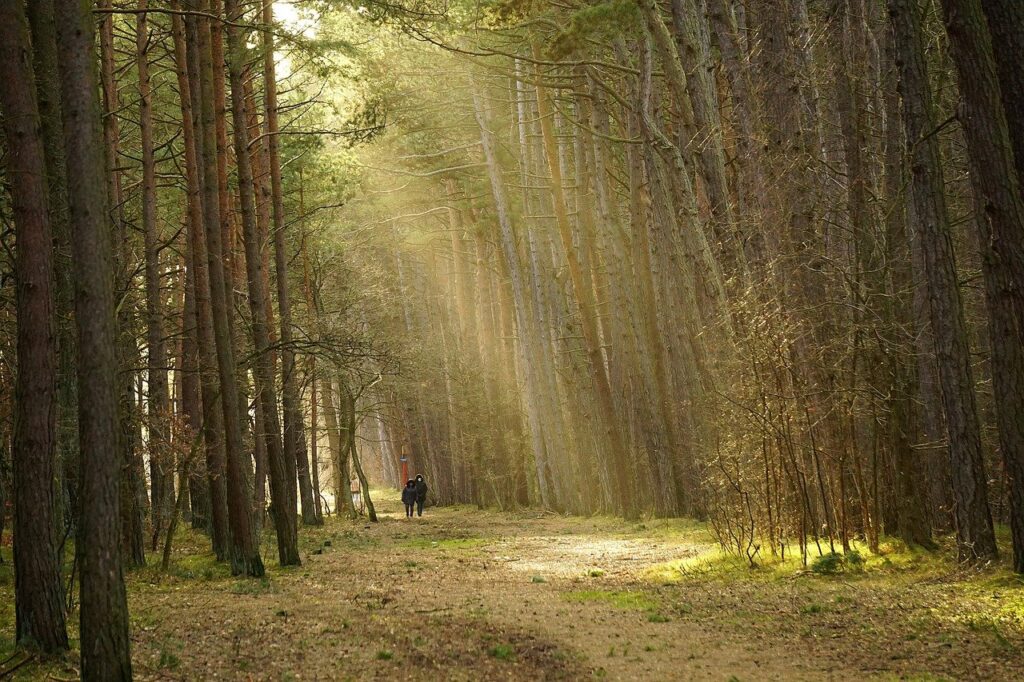 trees, forest, sunlight-7703491.jpg